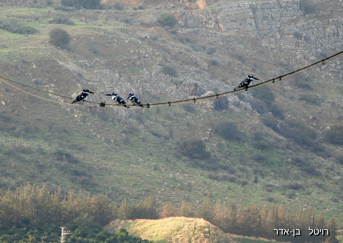 Малый пегий зимородок - ML646955927