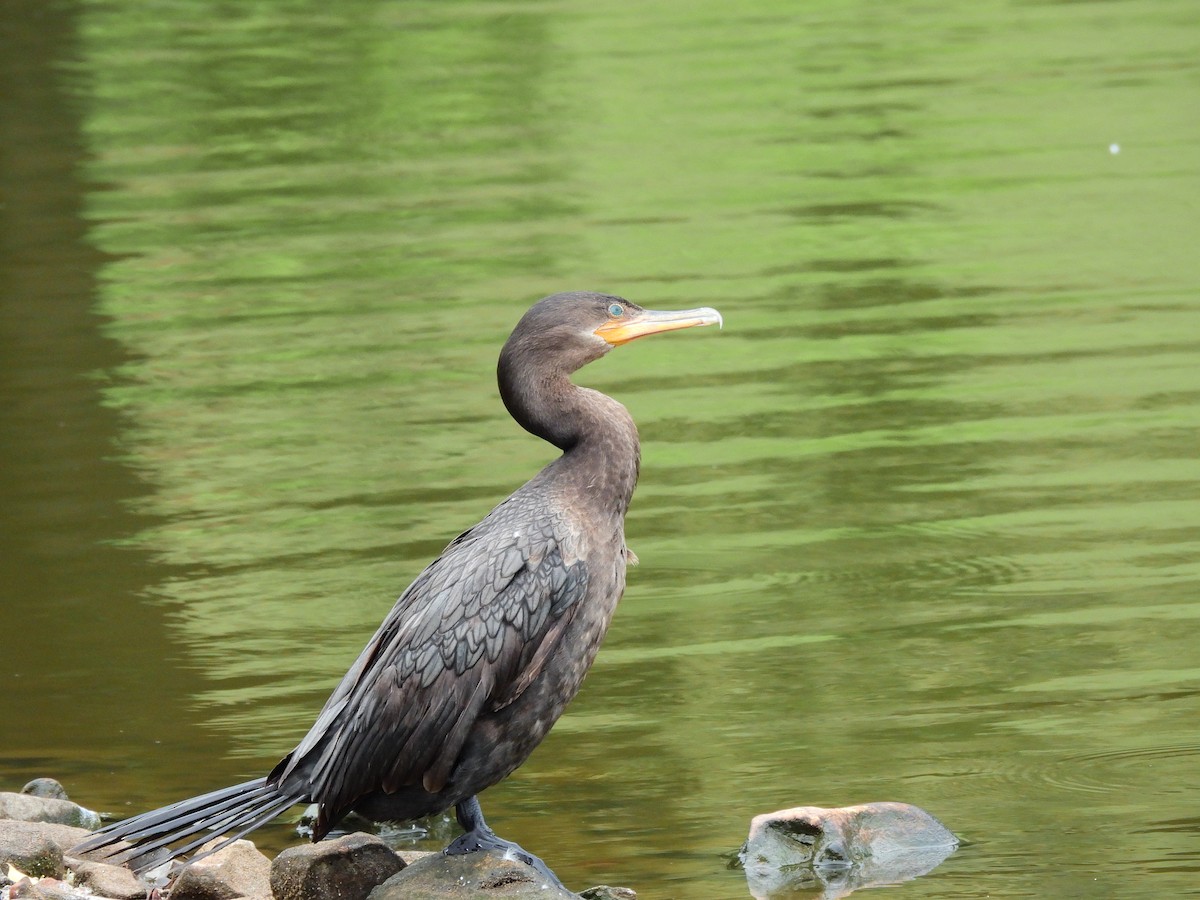 Неотропический баклан - ML646955928