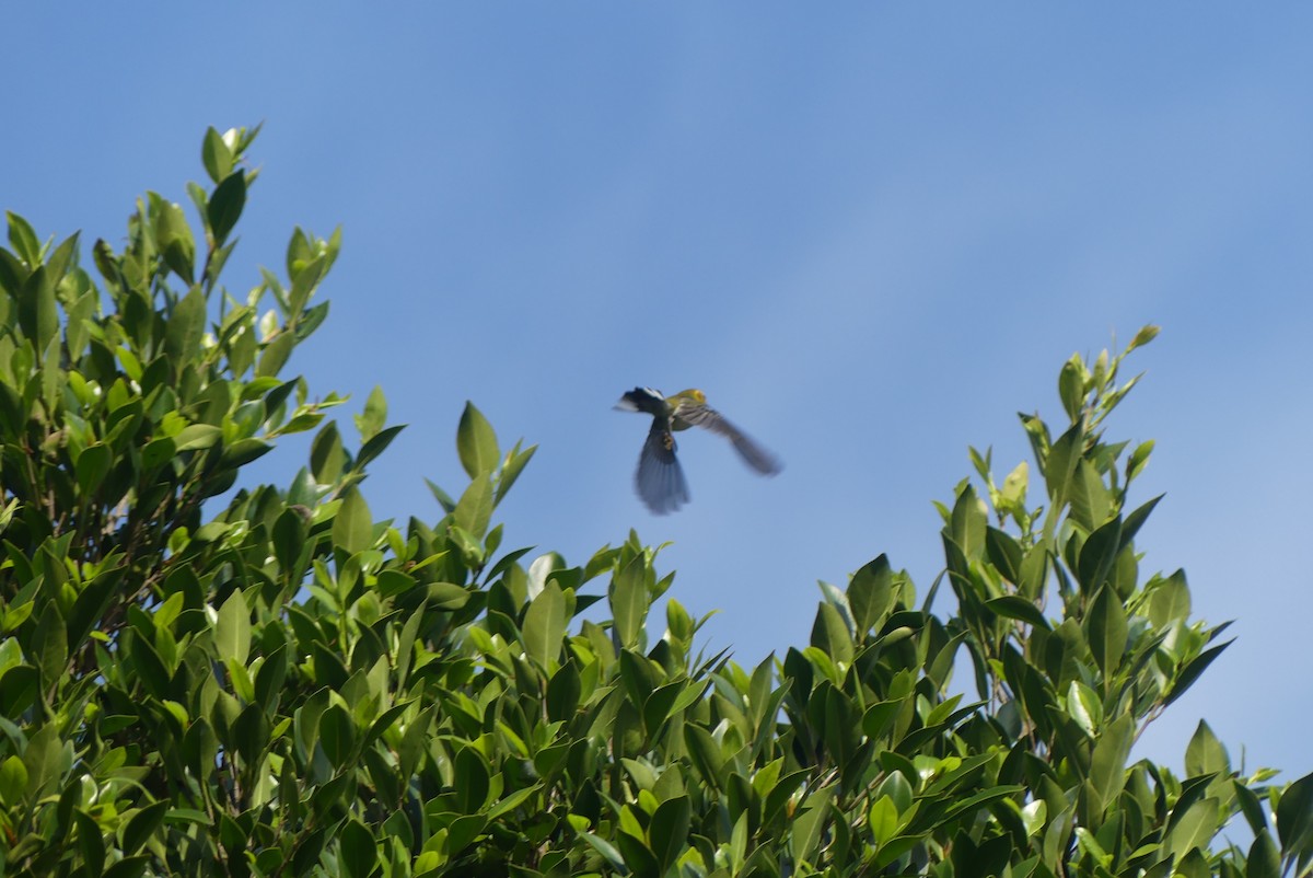 Grünmantel-Waldsänger - ML646955929