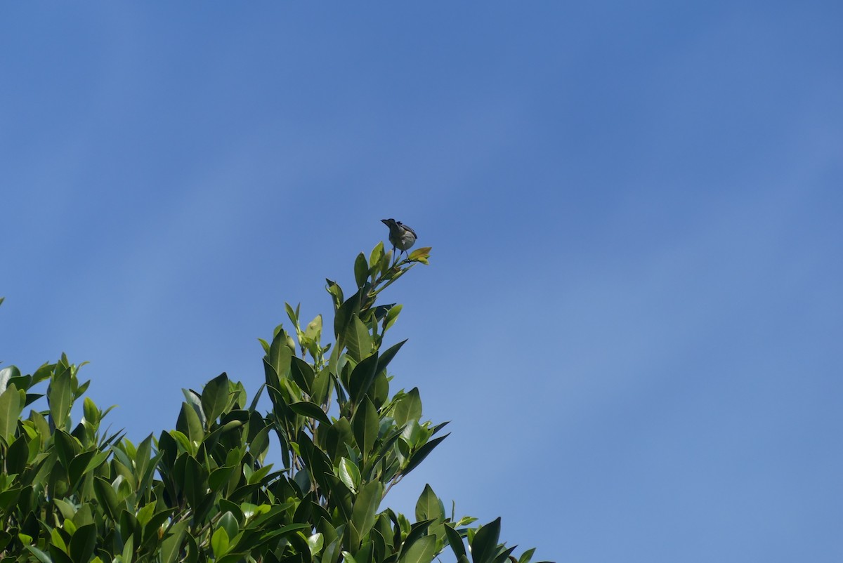 Grünmantel-Waldsänger - ML646955930