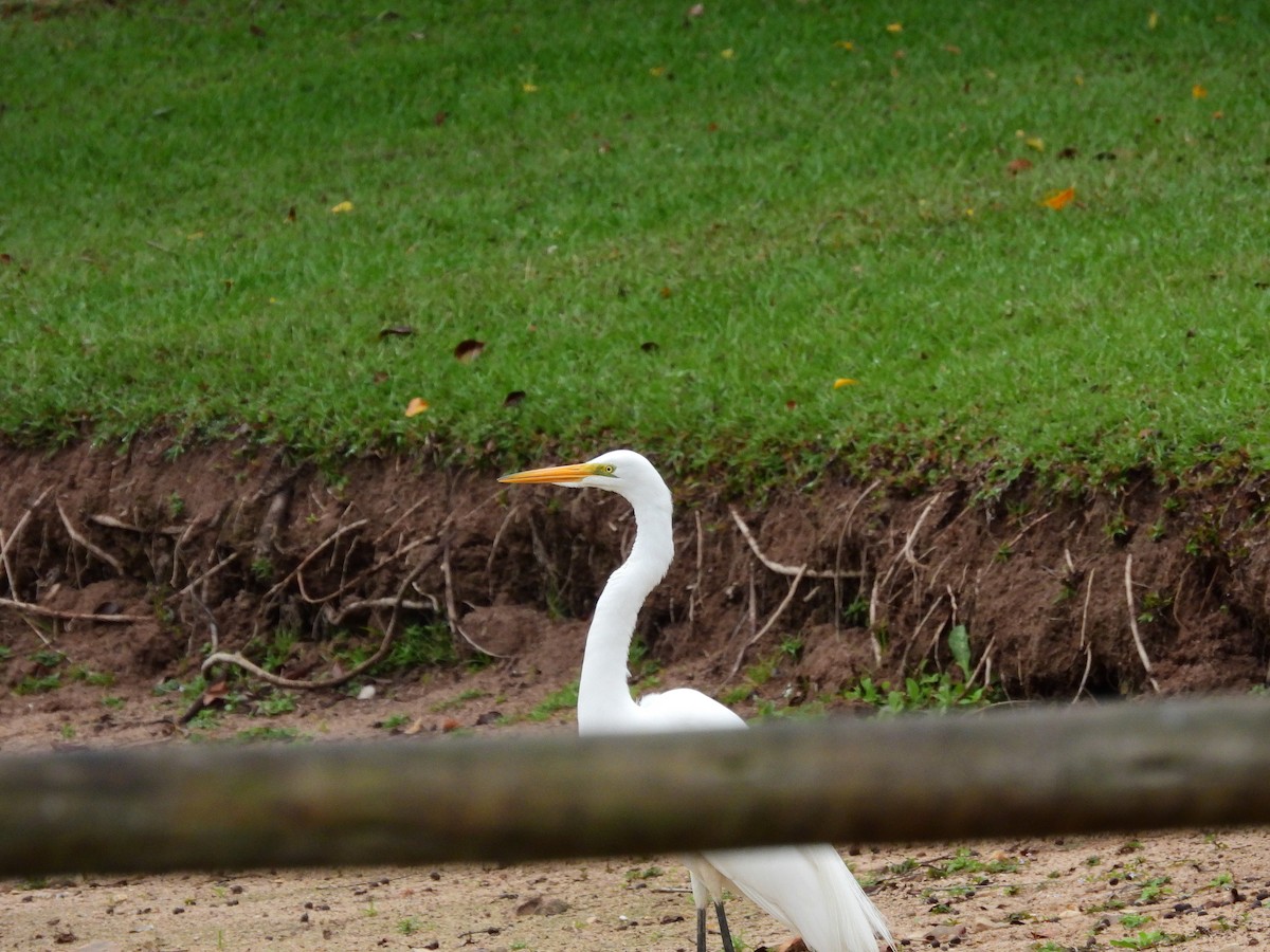 Большая белая цапля (egretta) - ML646955933