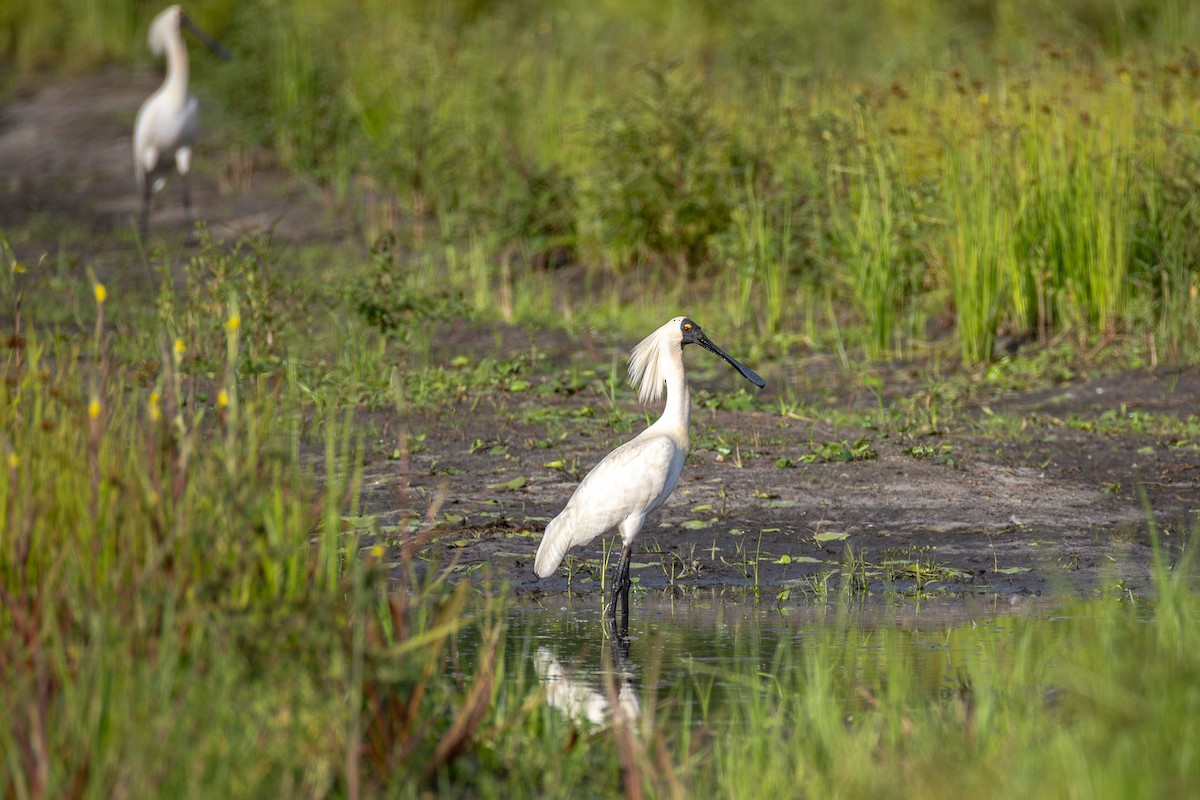 Косар королівський - ML646955934