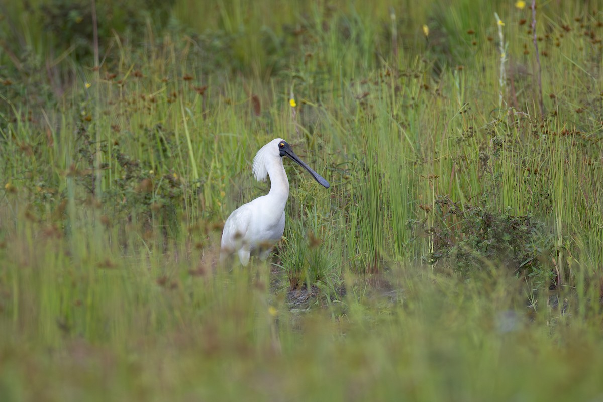 Косар королівський - ML646955935