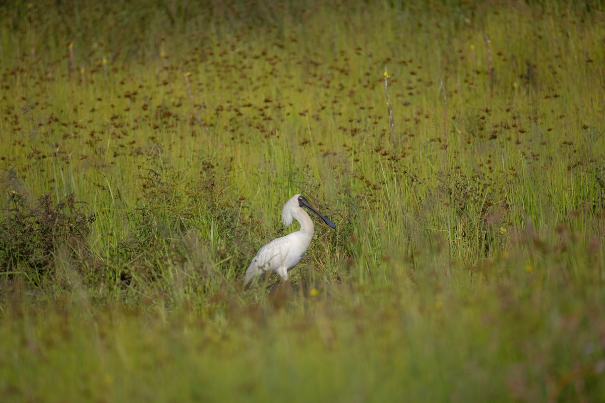 Косар королівський - ML646955936