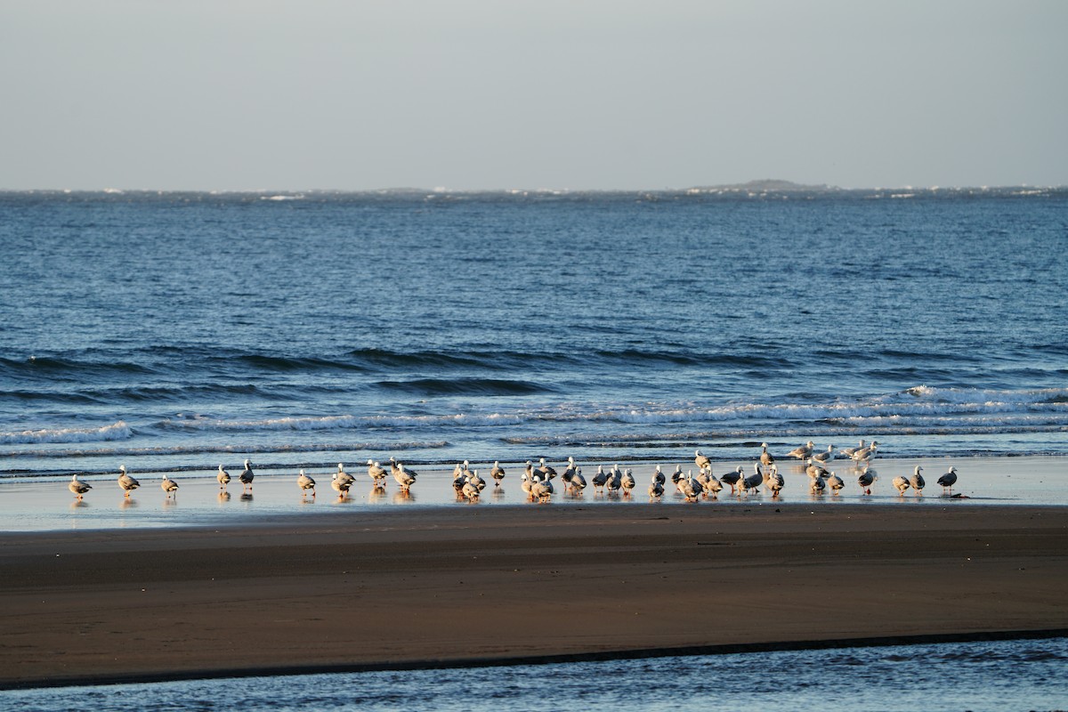 Emperor Goose - ML646955939