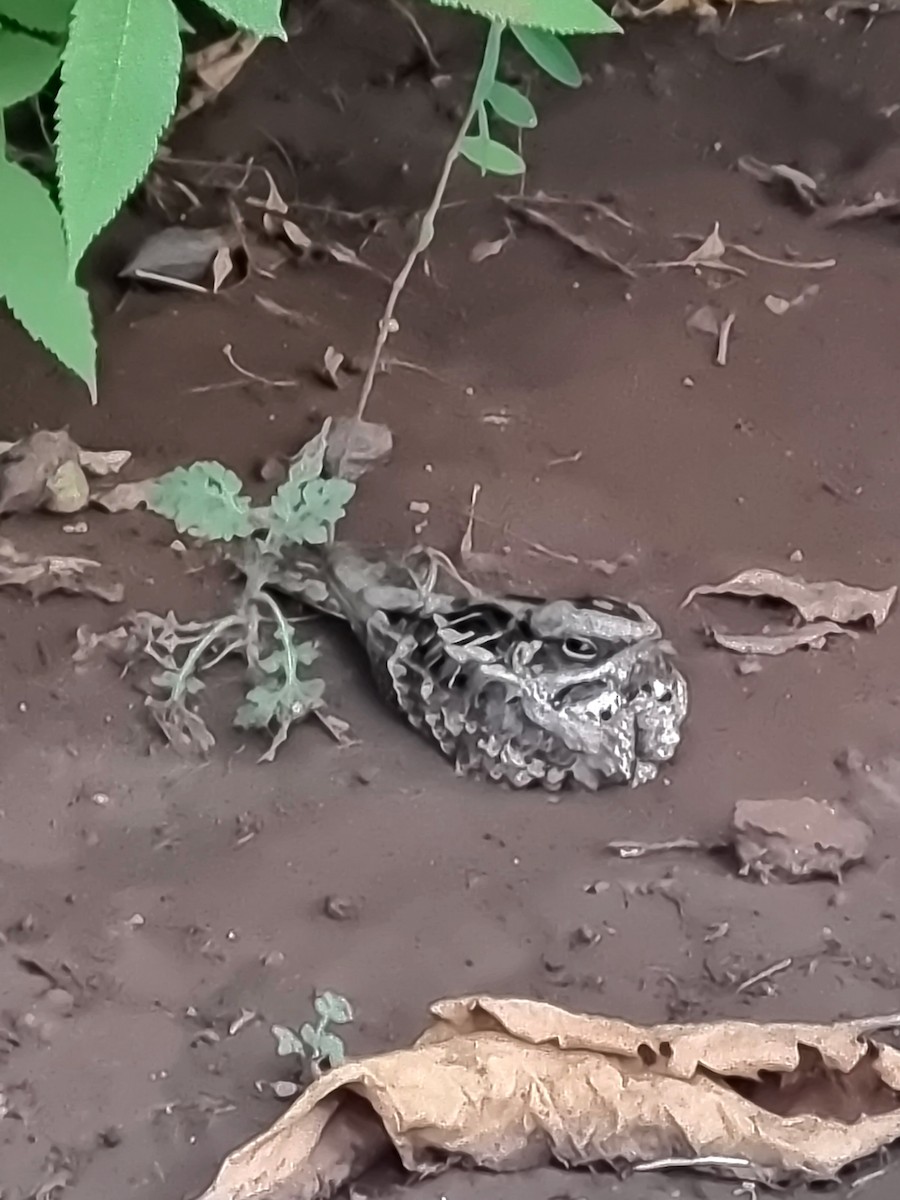 lelek džunglový - ML646955941