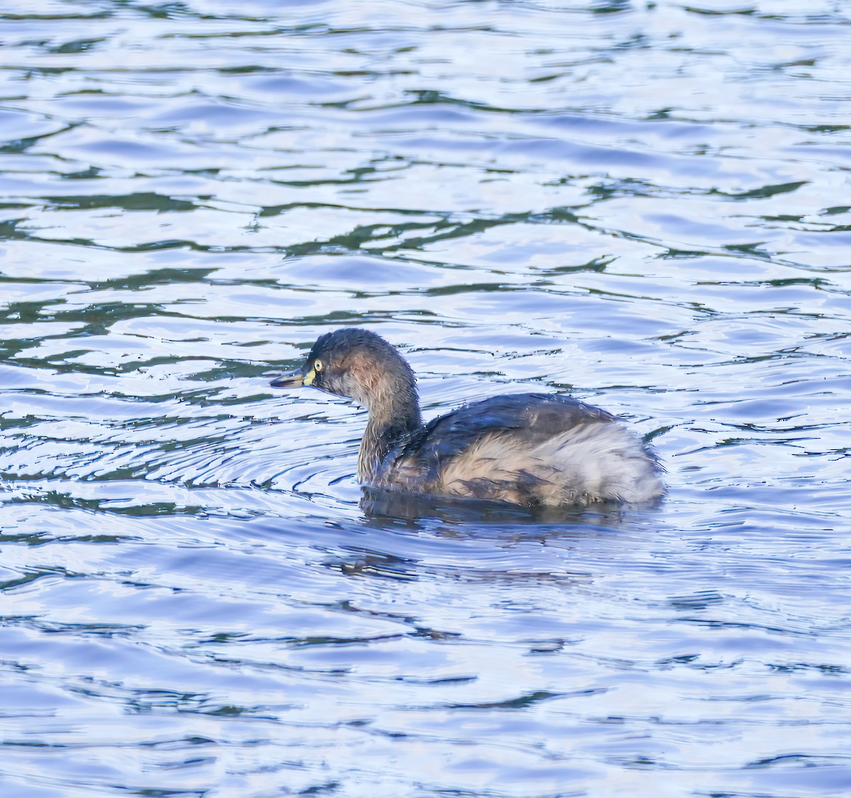 Australasian Grebe - ML646955942