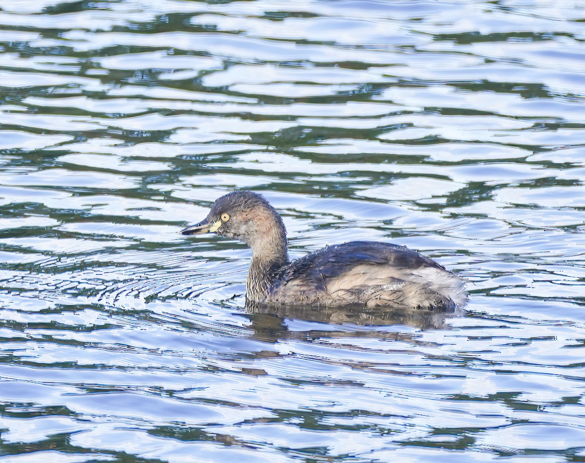 Australasian Grebe - ML646955943