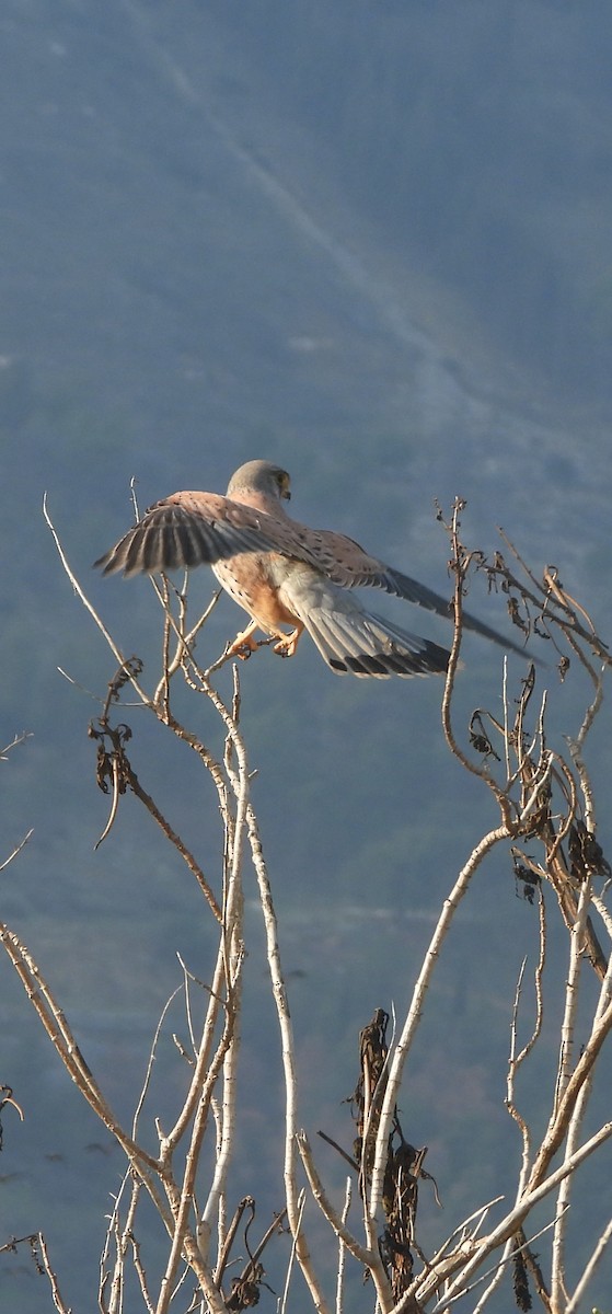 Пустельга - ML646955944