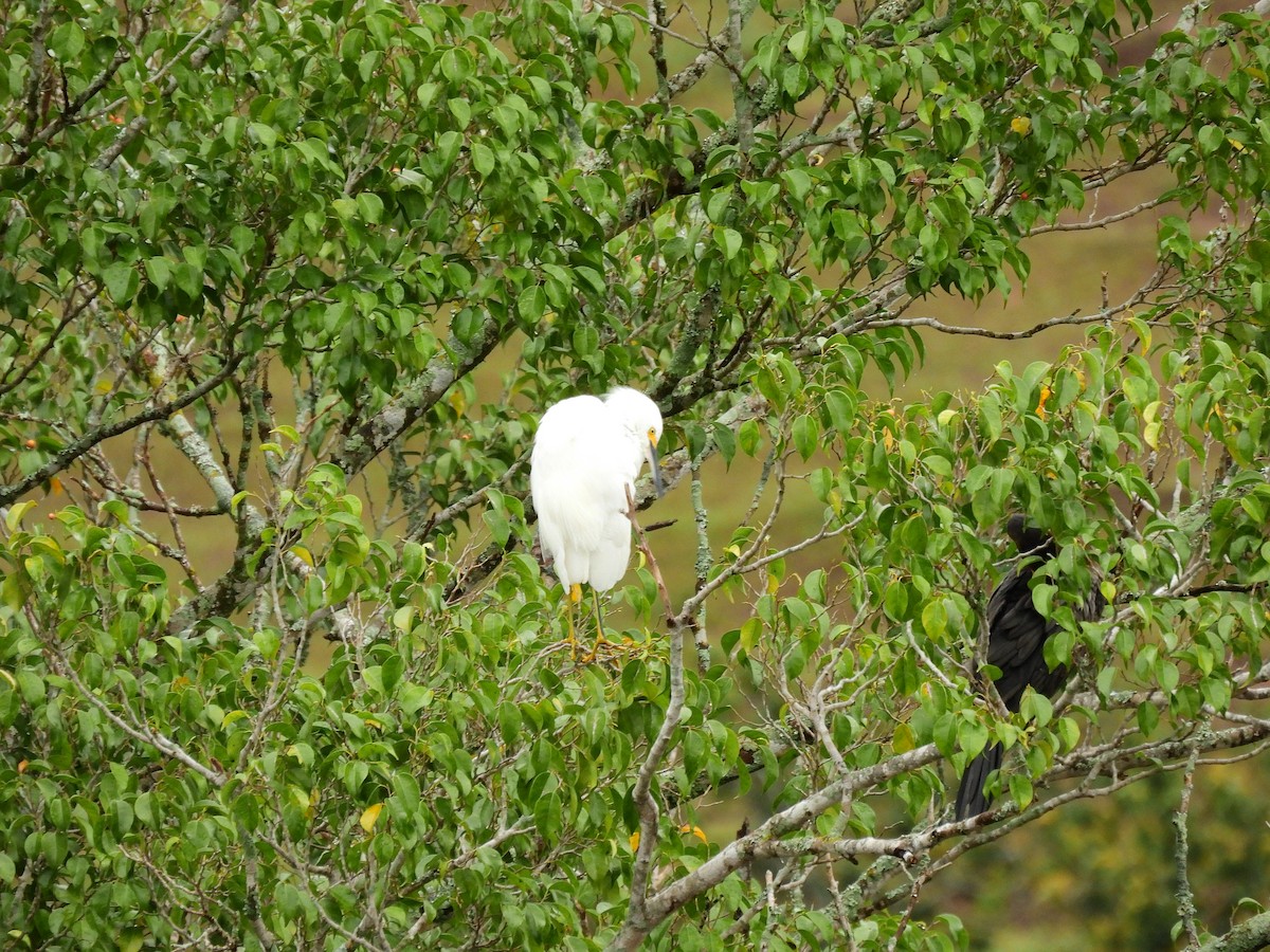 Снежная цапля - ML646955945