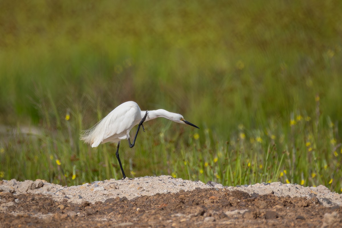 Seidenreiher - ML646955949