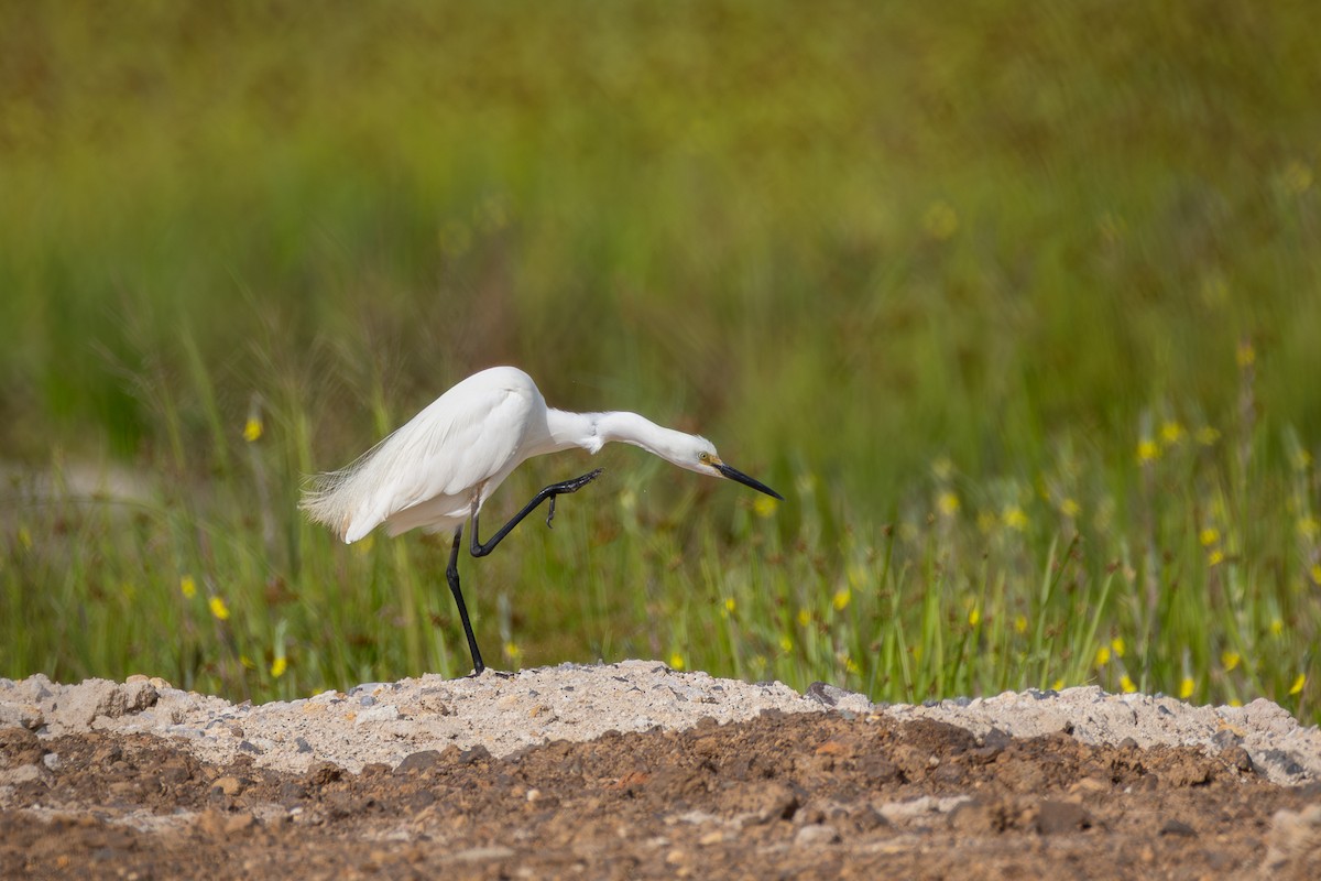 Seidenreiher - ML646955950