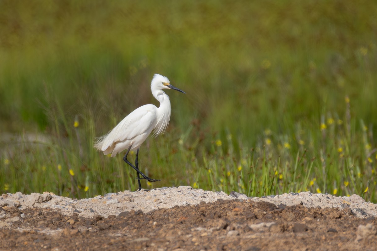 Seidenreiher - ML646955951