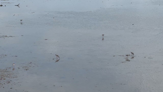 Common Redshank - ML646955952