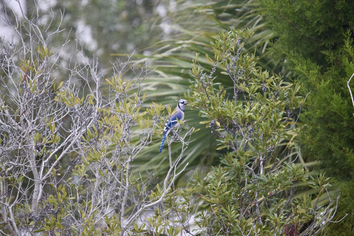 Blue Jay - ML646955954