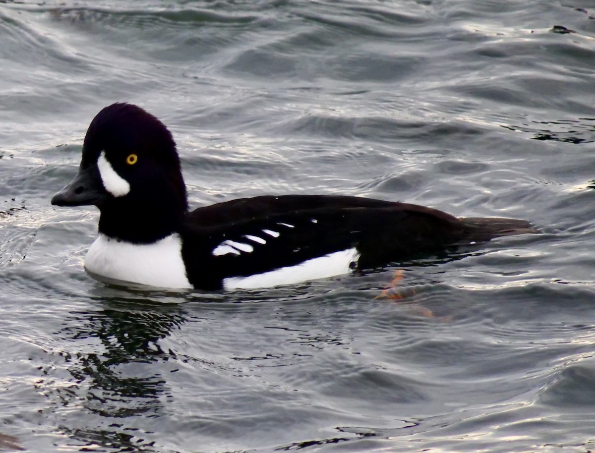 キタホオジロガモ - ML646955957