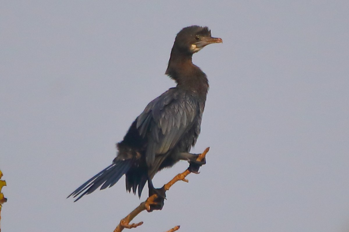 Индийский баклан - ML646955960