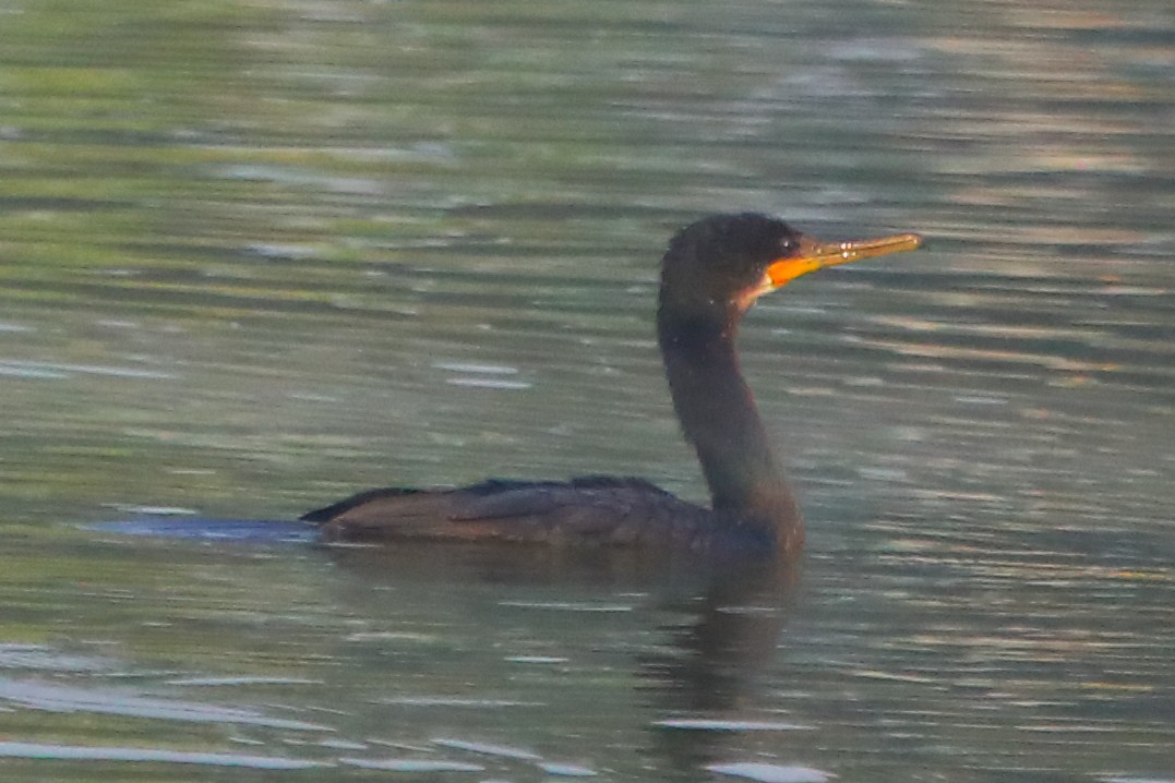 Индийский баклан - ML646955961