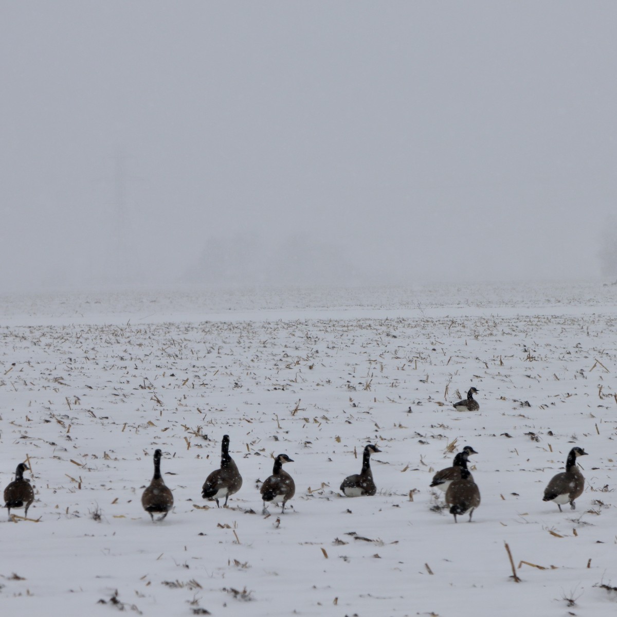 Barnacla Canadiense Grande - ML646955967