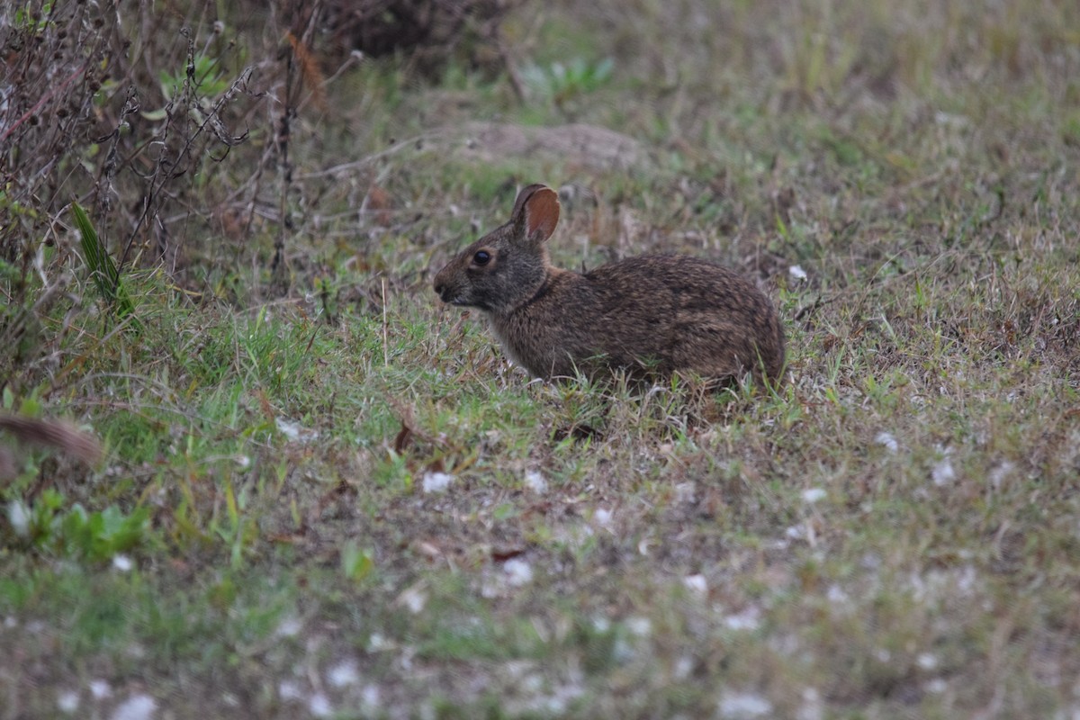 Florida Marsh Rabbit - ML646955969