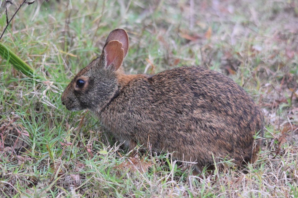 Florida Marsh Rabbit - ML646955970