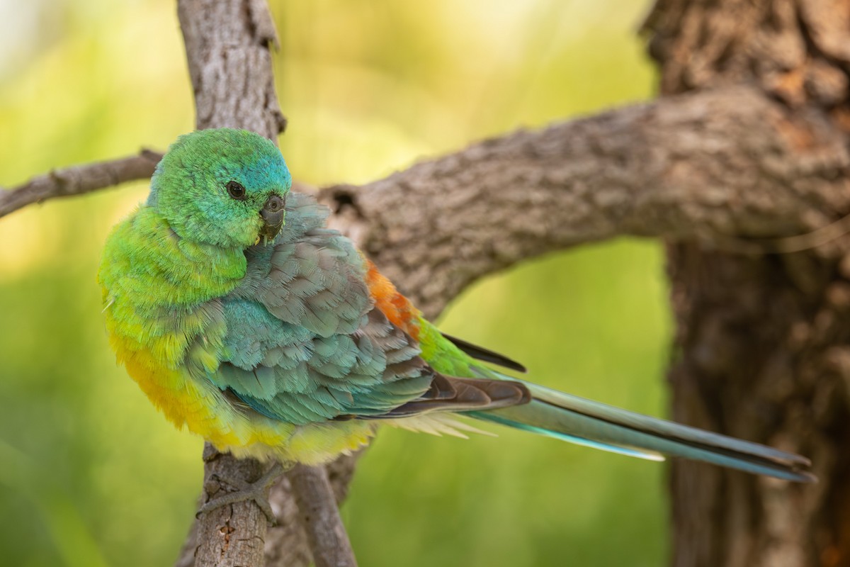 Певчий попугайчик - ML646955973