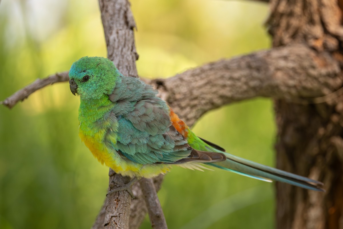 Певчий попугайчик - ML646955974