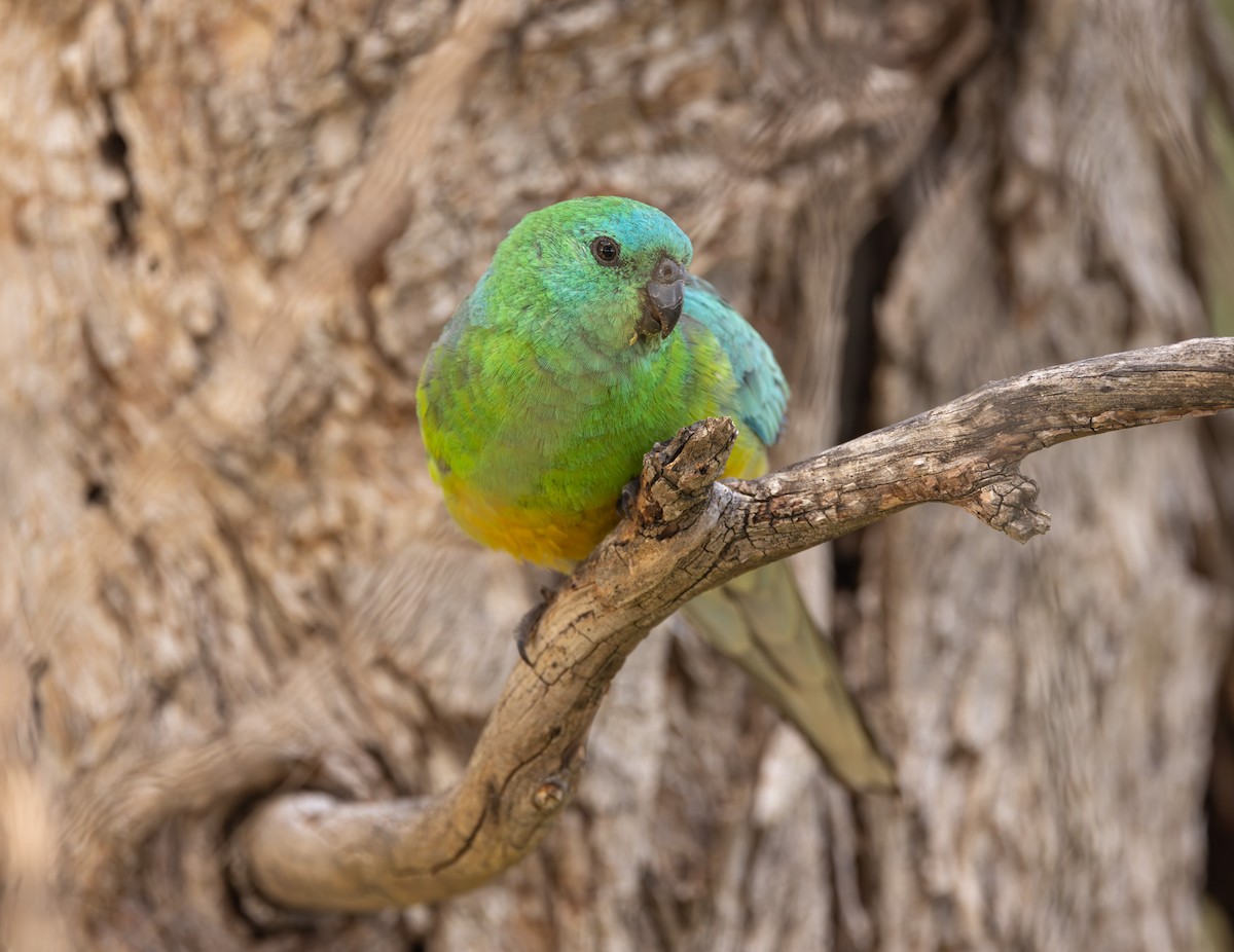 Певчий попугайчик - ML646955975