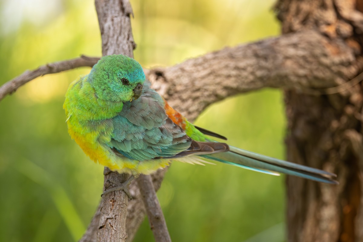 Певчий попугайчик - ML646955976