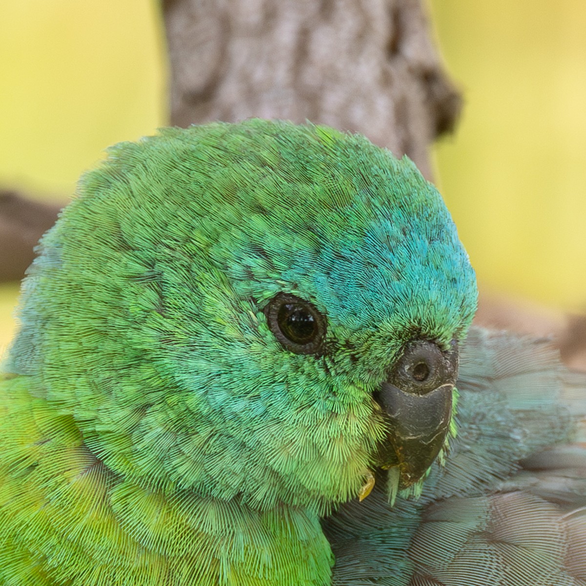 Певчий попугайчик - ML646955977