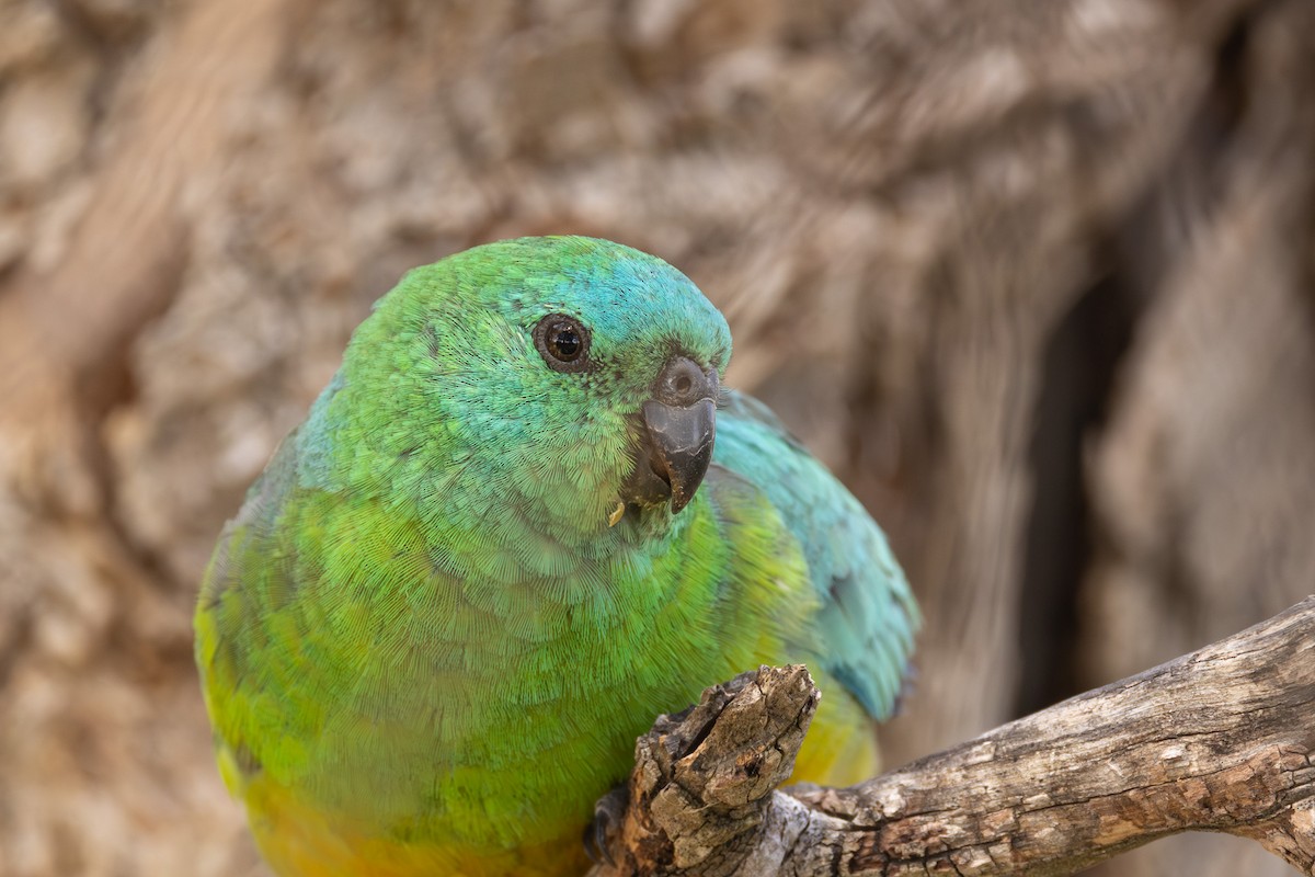 Певчий попугайчик - ML646955978