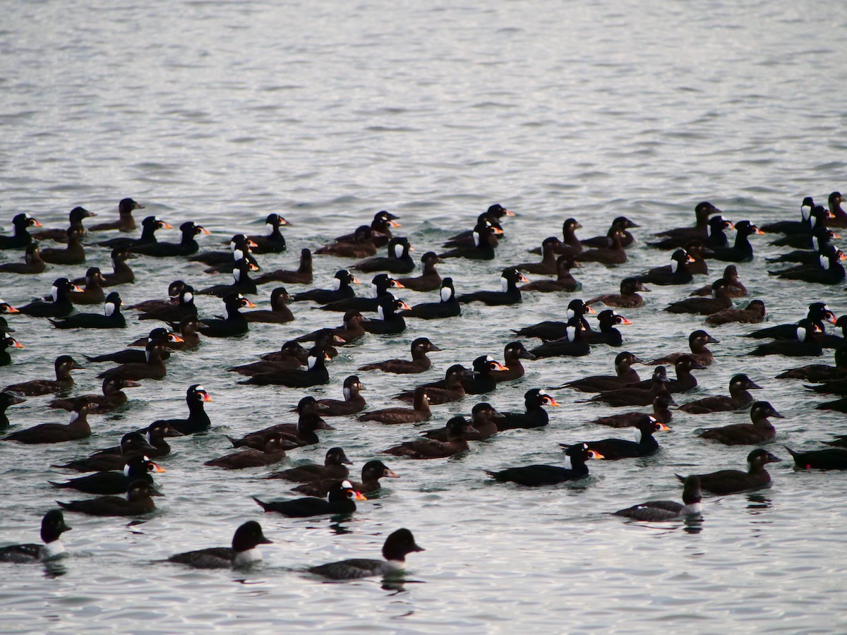 Surf Scoter - ML646955979