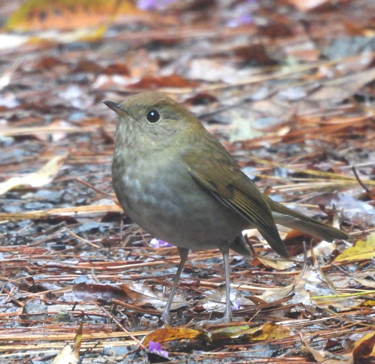 Russet Nightingale-Thrush - ML646955980