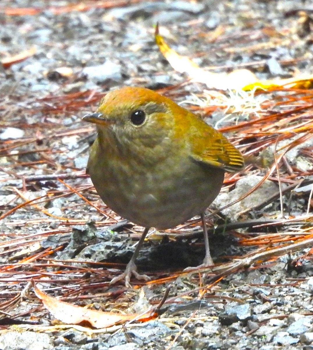 Russet Nightingale-Thrush - ML646955981