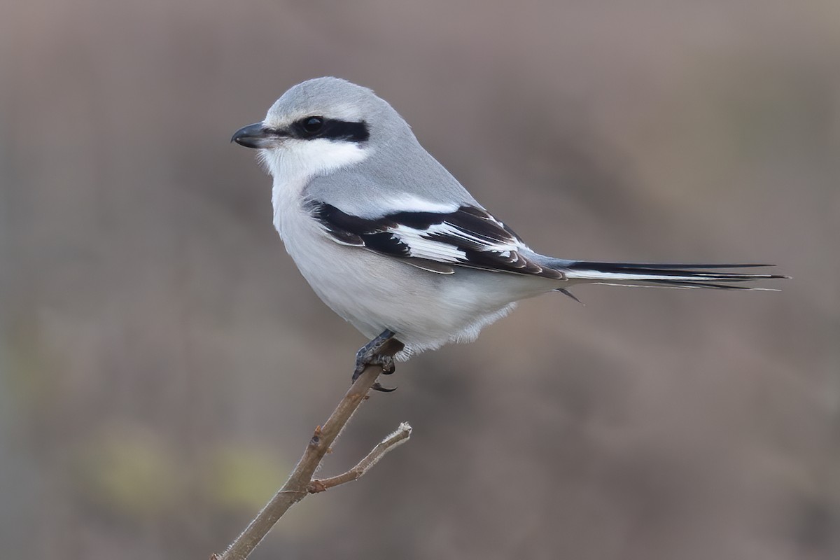 Keilschwanzwürger - ML646955982