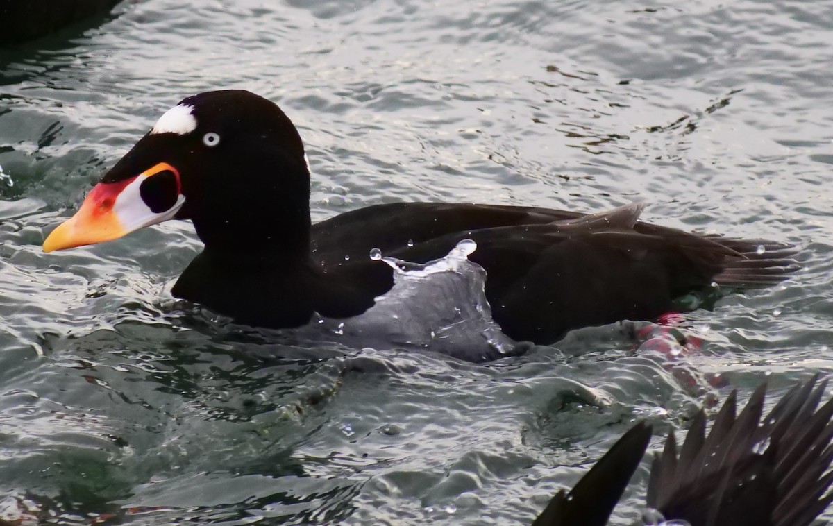 Surf Scoter - ML646955983