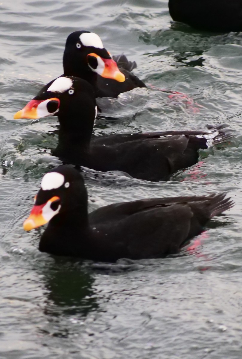 Surf Scoter - ML646955984