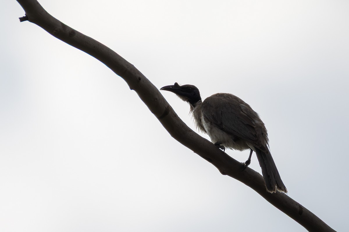 Noisy Friarbird - ML646955985