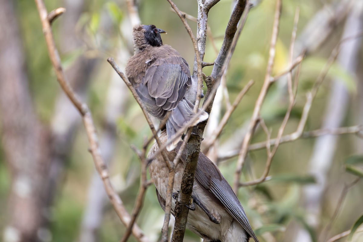 Noisy Friarbird - ML646955986