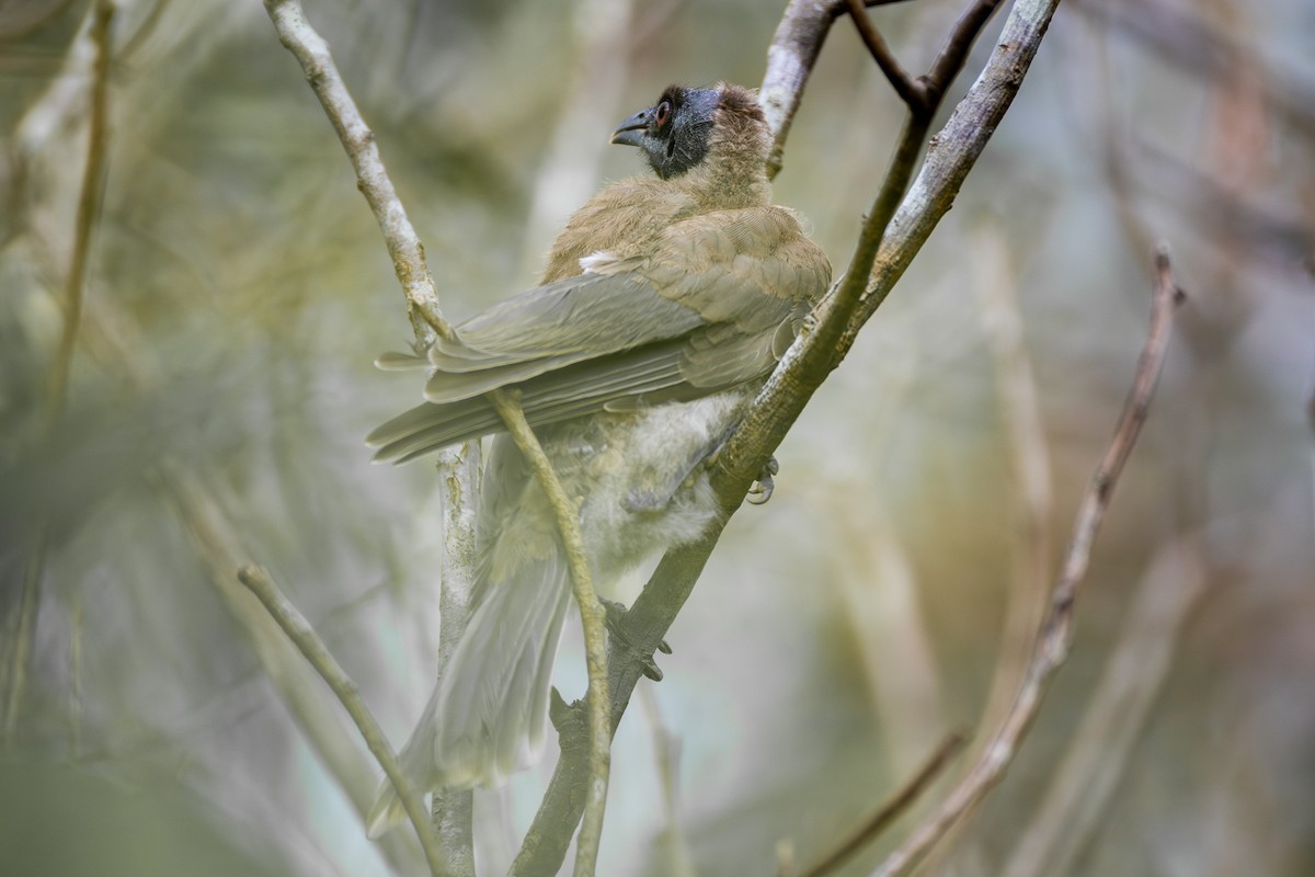 Noisy Friarbird - ML646955987