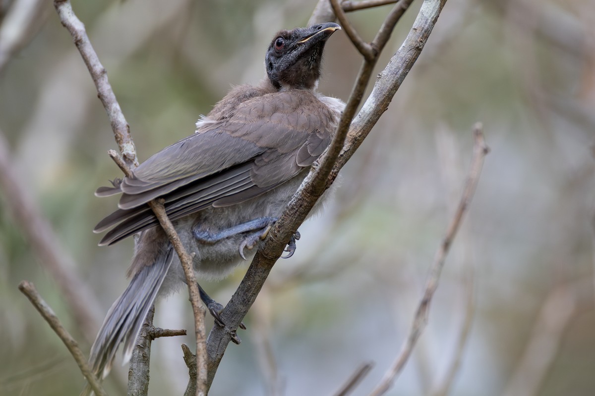 Noisy Friarbird - ML646955988