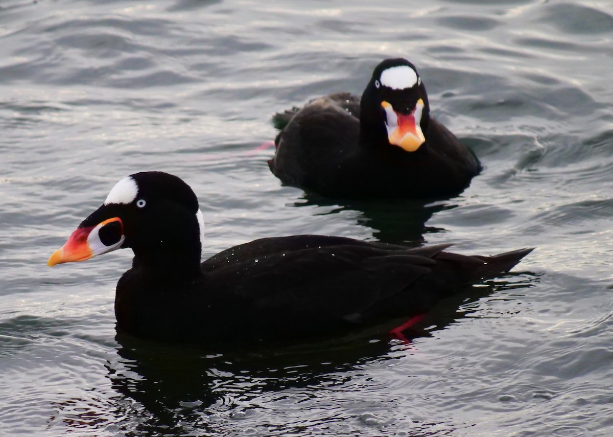 Surf Scoter - ML646955989