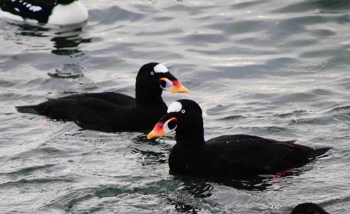 Surf Scoter - ML646955991