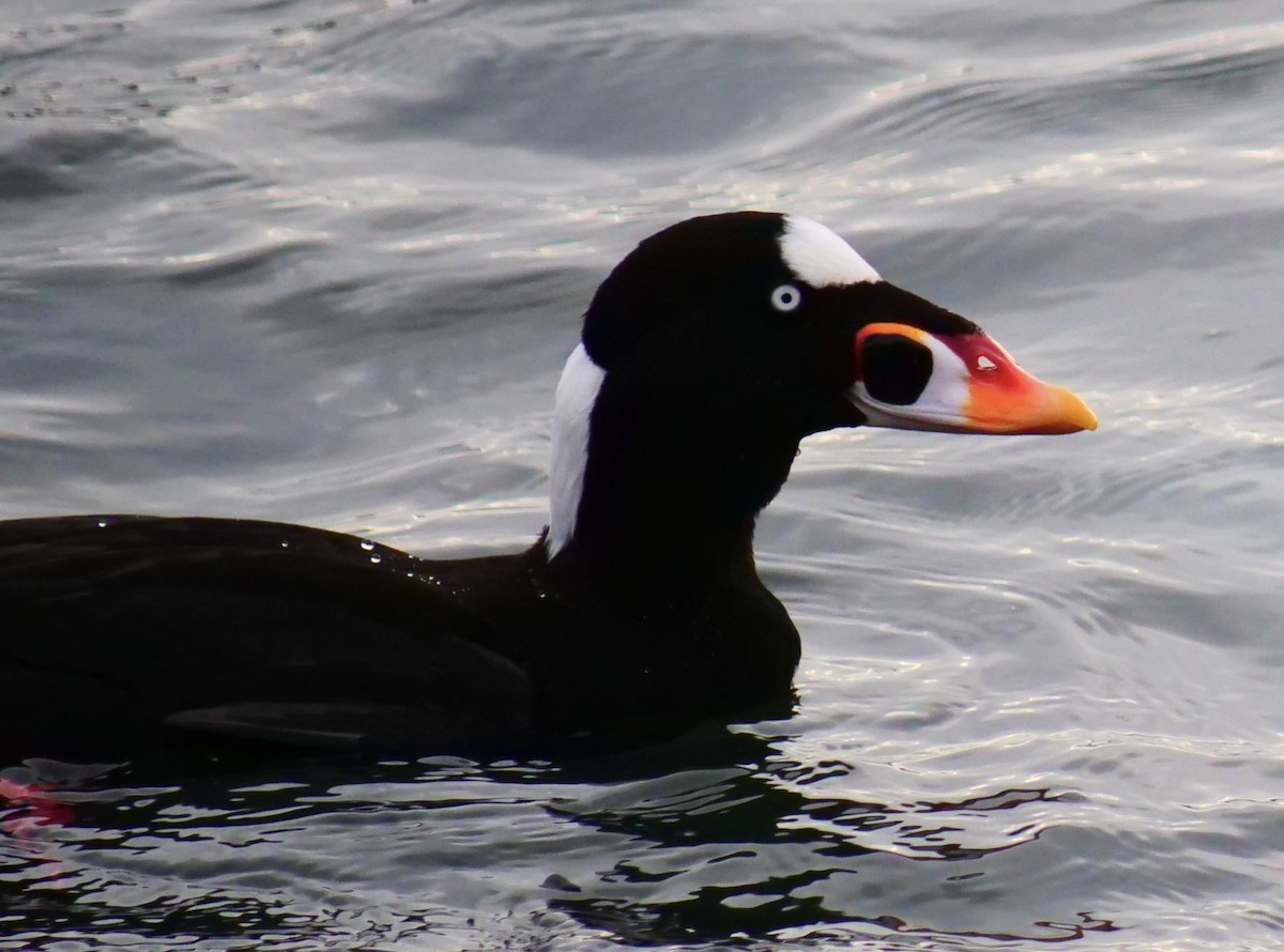 Surf Scoter - ML646955997