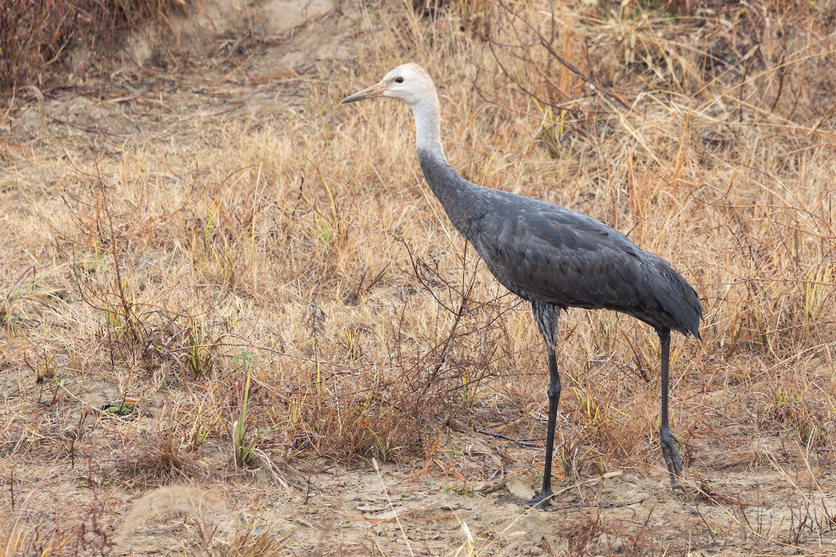 Mönchskranich - ML646955998