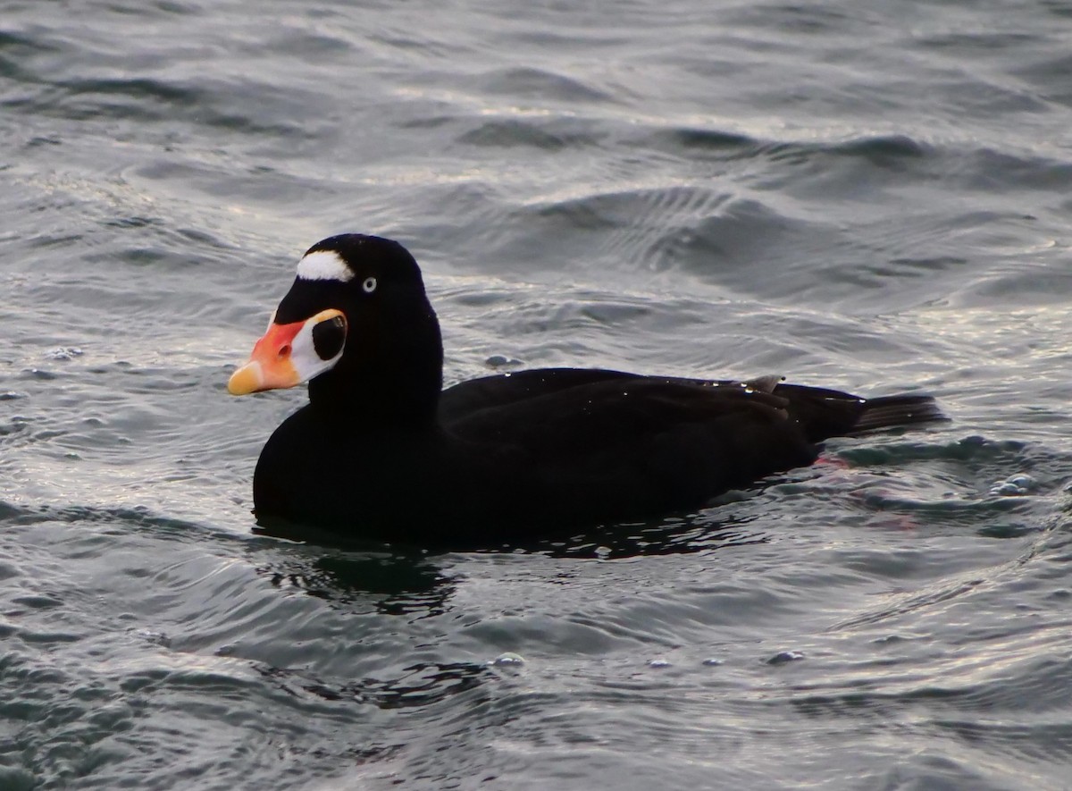 Surf Scoter - ML646956000