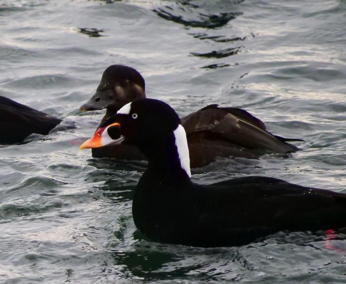 Surf Scoter - ML646956006