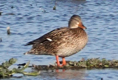 Мексиканская кряква - ML646956010