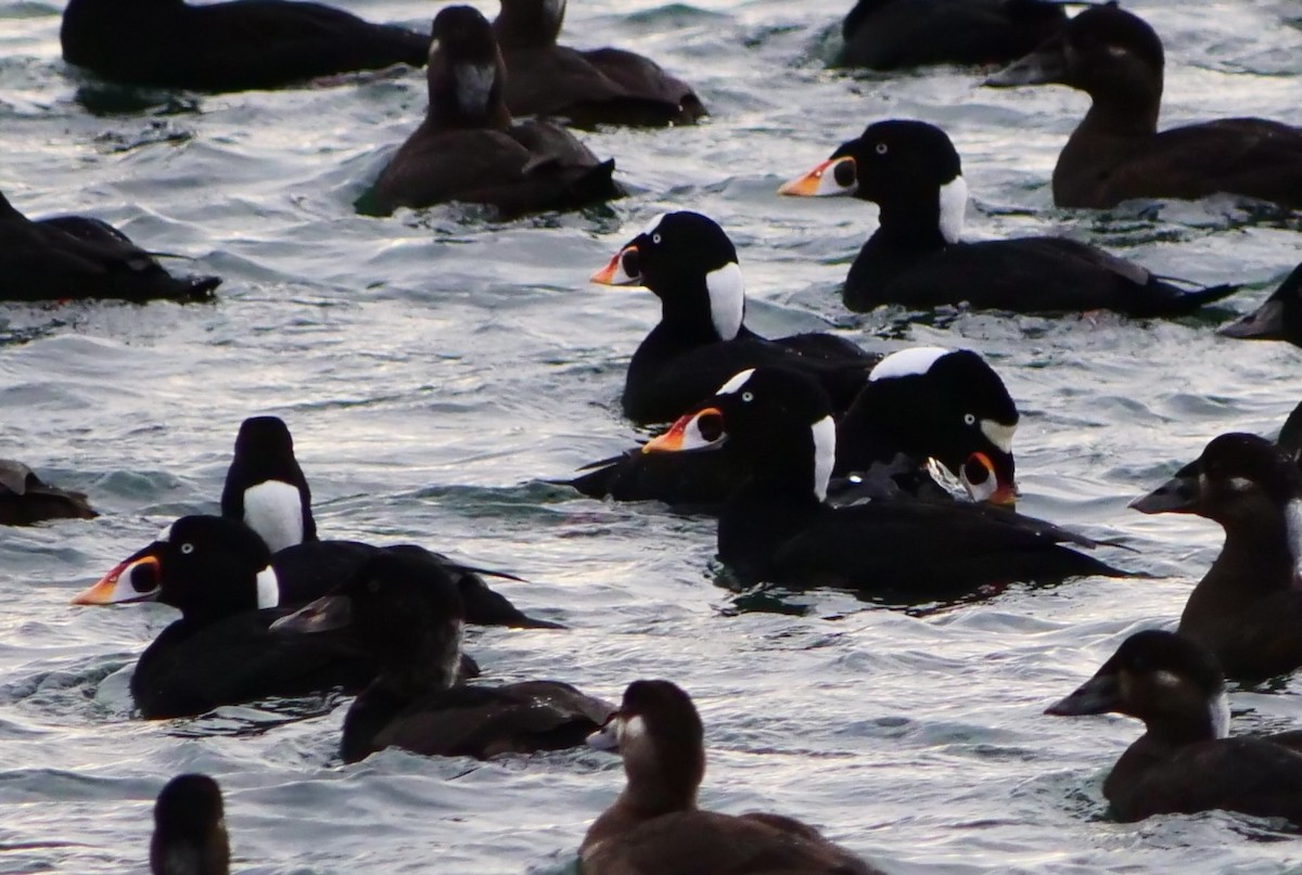 Surf Scoter - ML646956012