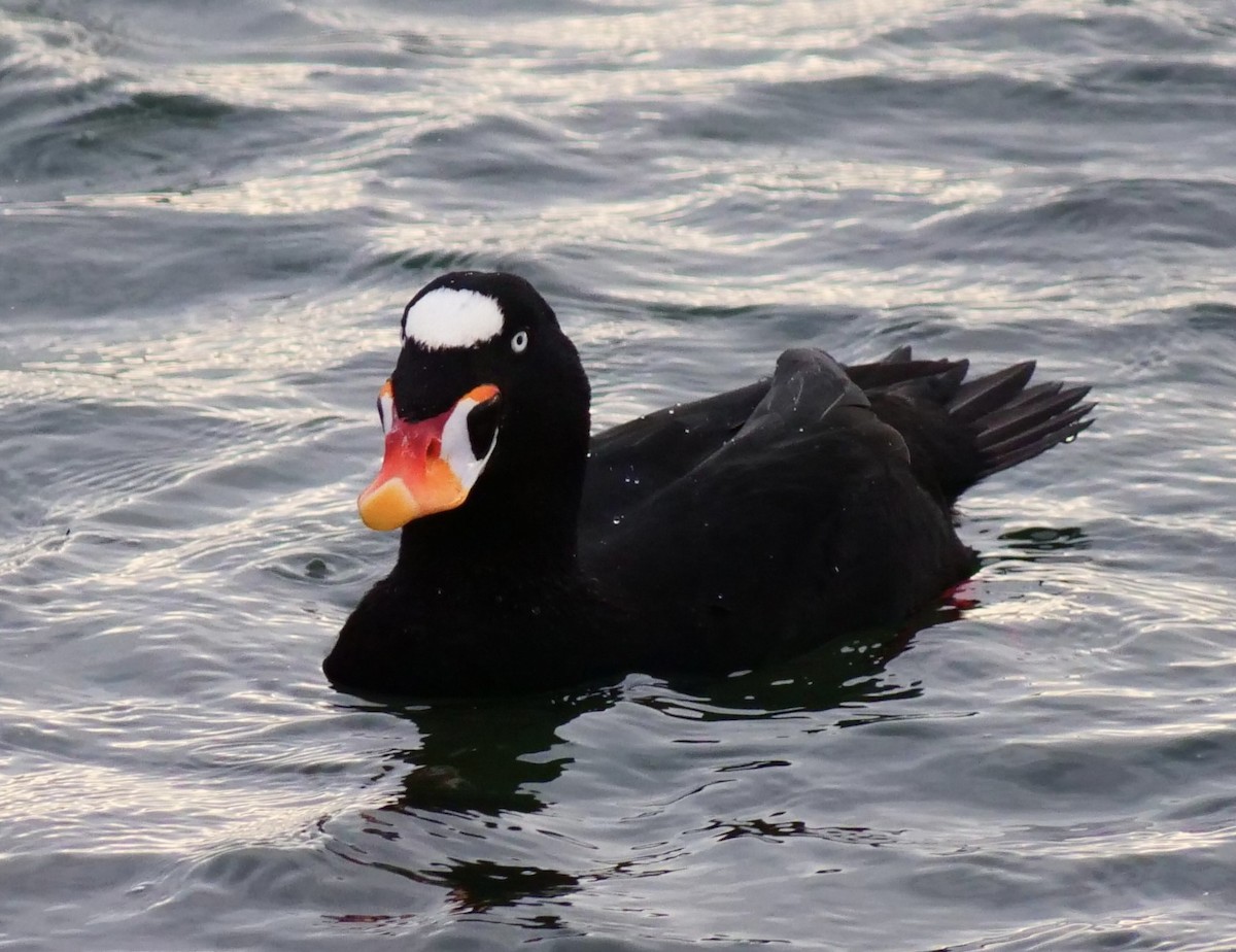 Surf Scoter - ML646956013